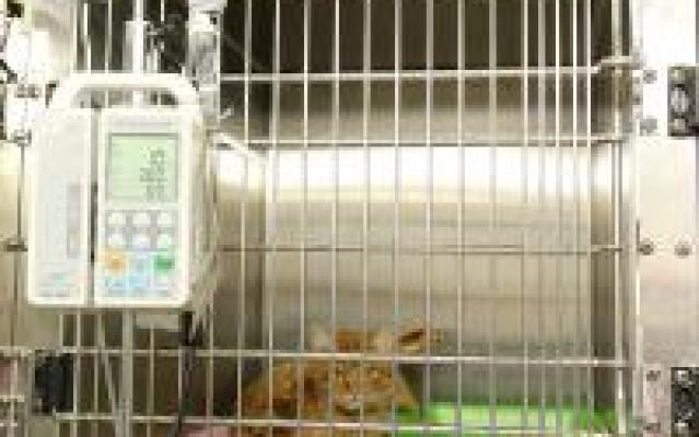 Chat hospitalisé