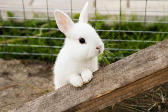 lapin nain