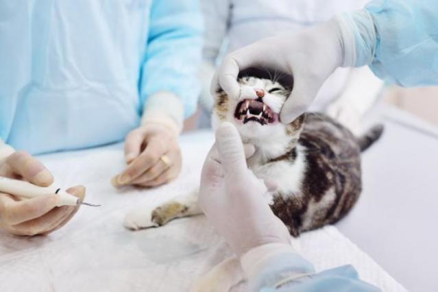 détartrage chat