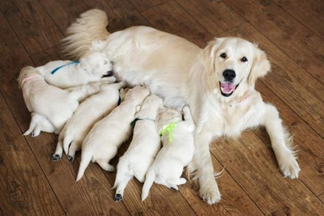 Reproduction chien
