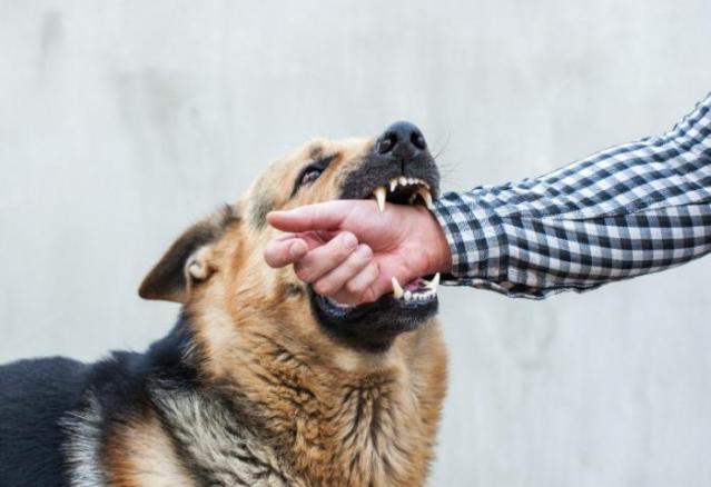 Chien agressif