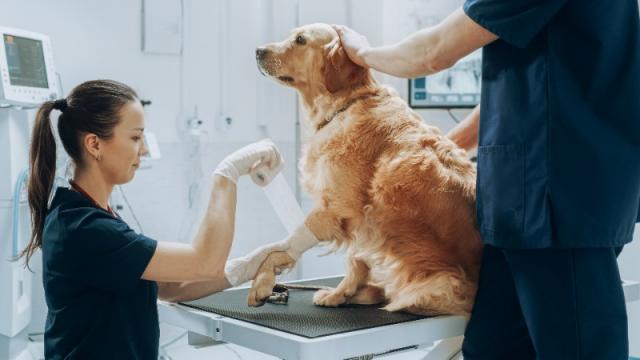 Clinique vétérinaire