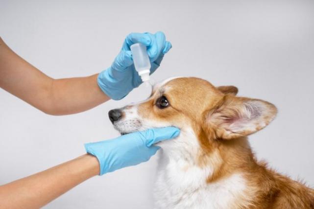 chirurgie oculaire vétérinaire