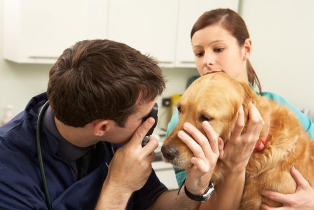 diagnostic oculaire à Bouge