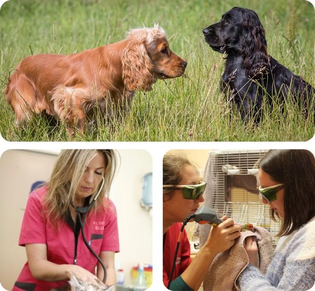 Clinique vétérinaire