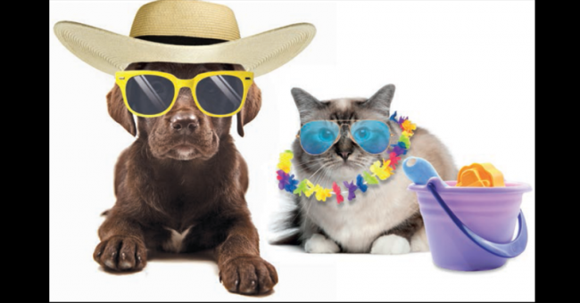 C'est l'été ! Votre vétérinaire vous conseille quant aux vacances de vos loulous !