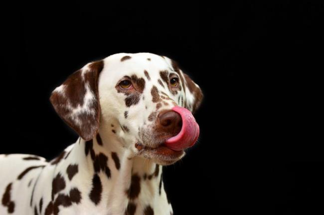 PROMOTION nourriture chien : 2ème à moitié prix ! Comment en profiter ? Lisez-vite ! 
