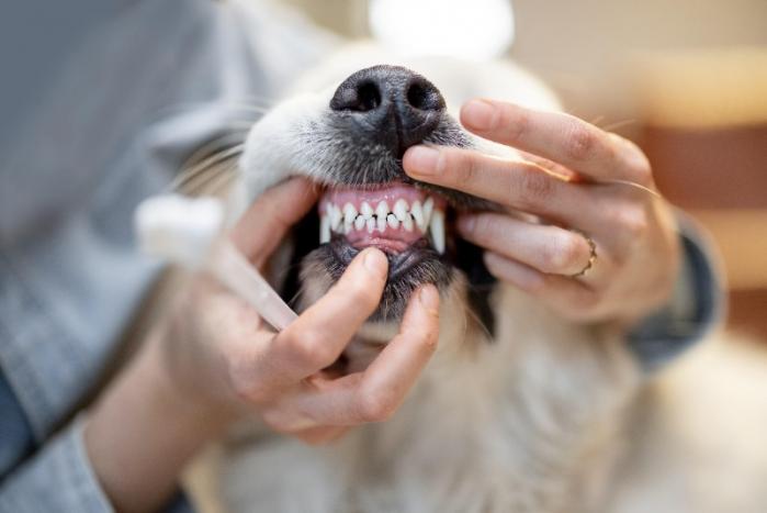 Dentiste vétérinaire
